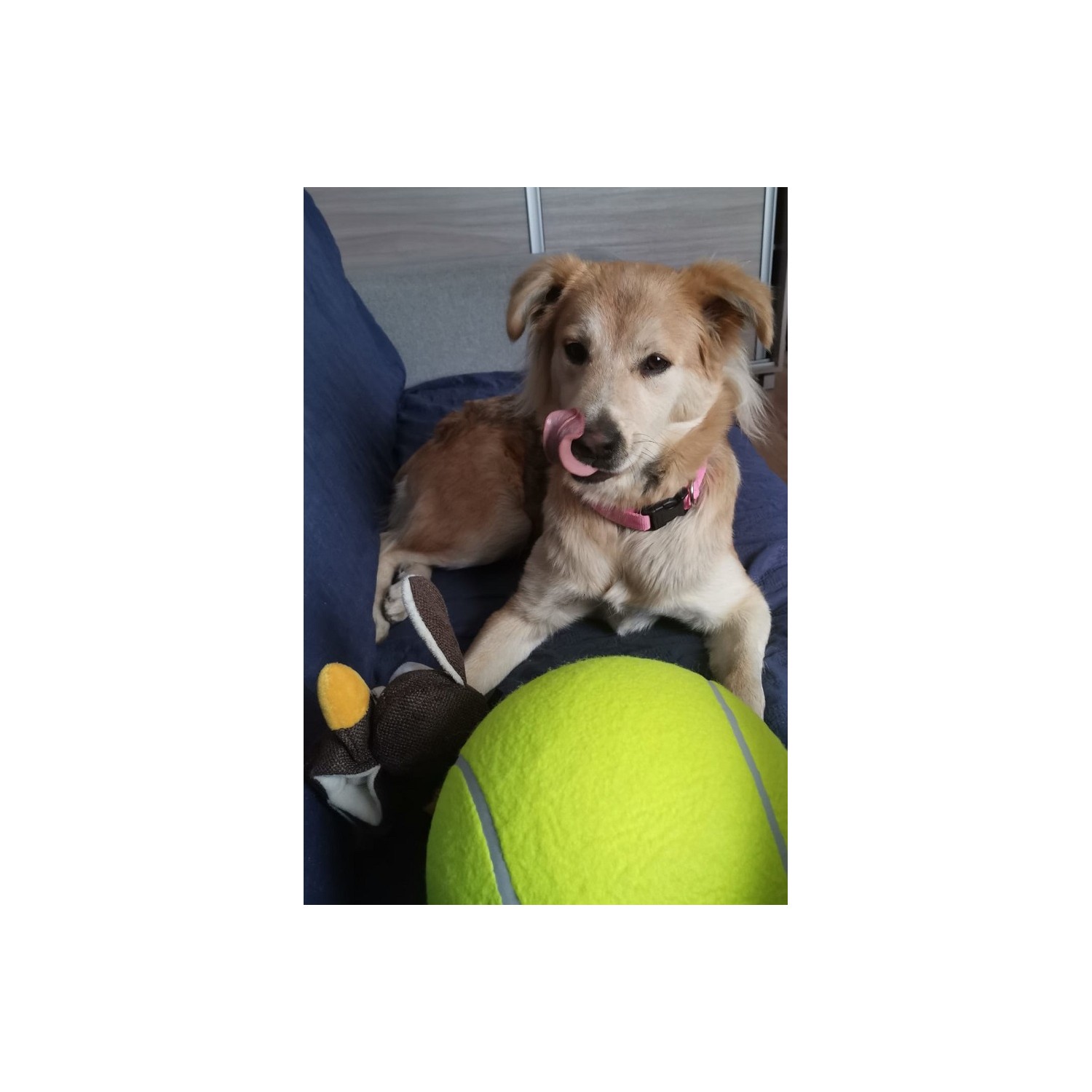 Zabawka dla psa piłka tenisowa gigant XXL 24cm